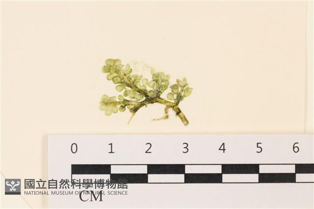 館號:A00004860藏品圖，第1張
