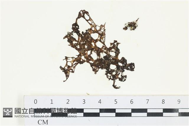 網胰藻藏品圖，第1張