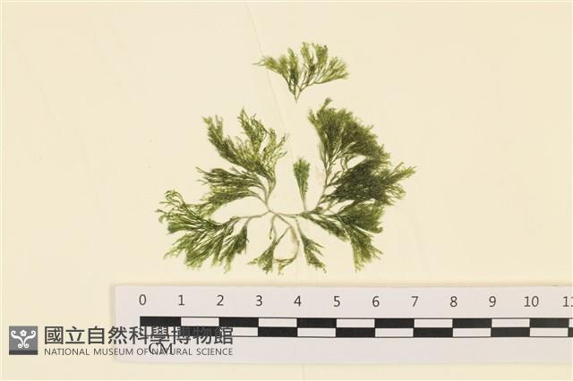 伸展剛毛藻藏品圖，第1張
