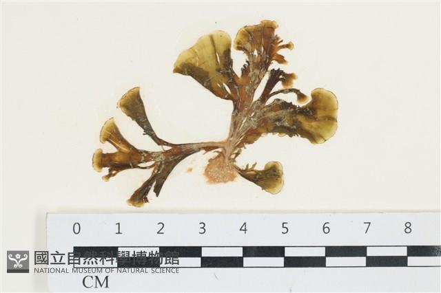 多扇藻藏品圖，第1張