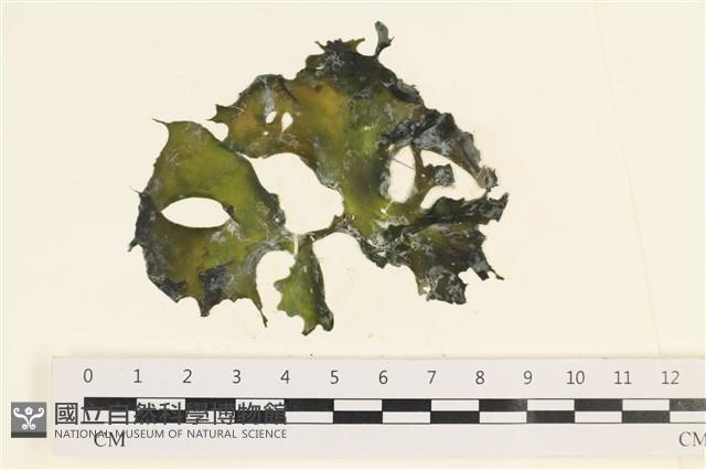 石蓴藏品圖，第1張