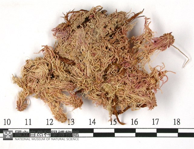 狹葉泥炭蘚藏品圖，第3張