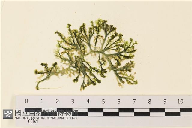 盾葉蕨藻藏品圖，第1張