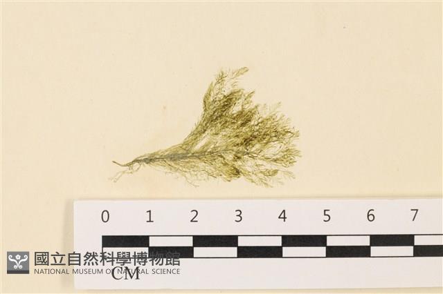 登錄號:A00004863藏品圖，第1張