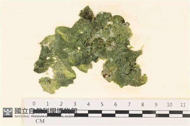 網球藻藏品圖，第1張