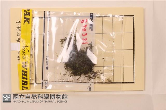 大麻羽蘚藏品圖，第1張