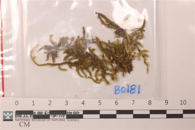 登錄號:B00000181藏品圖，第1張