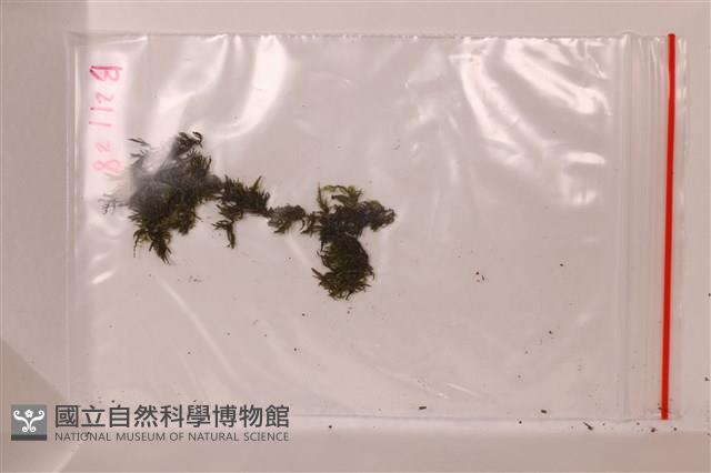 大麻羽蘚藏品圖，第1張