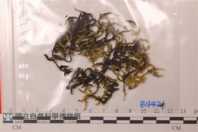 登錄號:B00004421藏品圖，第1張