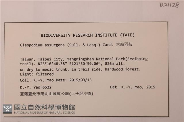 大麻羽蘚藏品圖，第2張