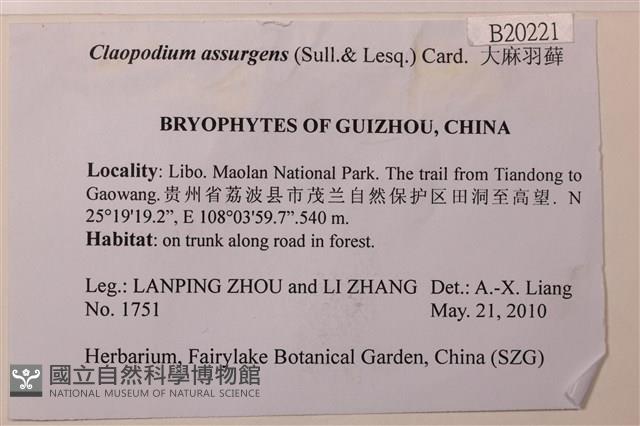 大麻羽蘚藏品圖，第2張