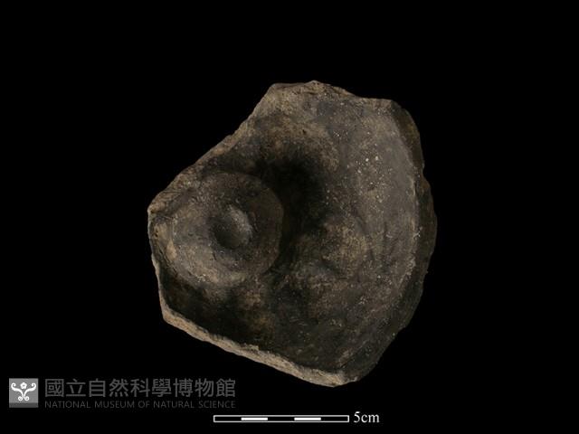 陶蓋鈕藏品圖，第2張