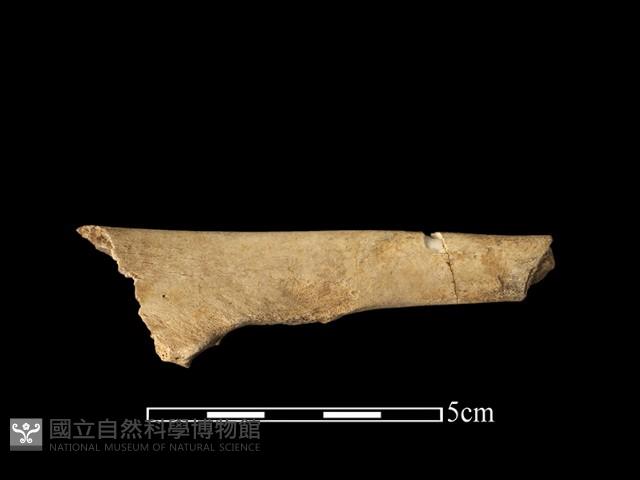 獸骨藏品圖，第2張