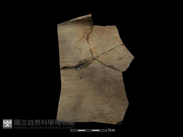 陶片藏品圖，第1張