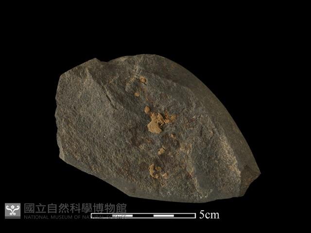 石鋸藏品圖，第1張