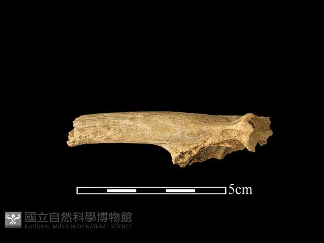 獸骨藏品圖，第1張