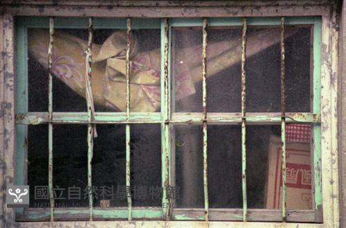 1950至2006年臺灣常民生活藏品圖，第1張