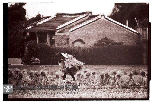 1950至2006年臺灣常民生活藏品圖，第1張