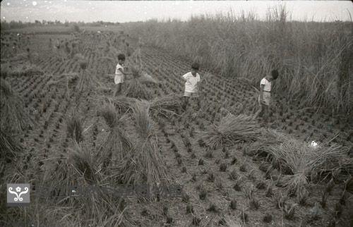 1950至2006年臺灣常民生活藏品圖，第1張