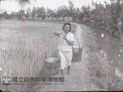 1950至2006年臺灣常民生活藏品圖，第1張