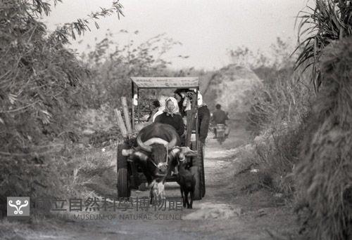 1950至2006年台灣常民生活(No:572 黑)藏品圖，第1張