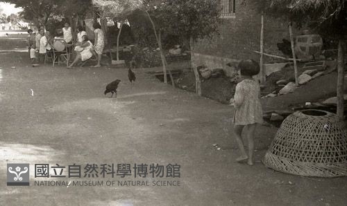 1950至2006年臺灣常民生活藏品圖，第1張