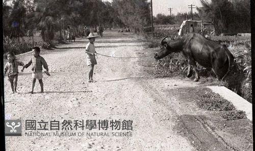 1950至2006年臺灣常民生活藏品圖，第1張