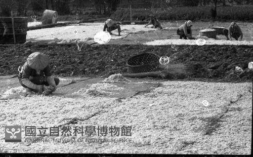 1950至2006年臺灣常民生活藏品圖，第1張