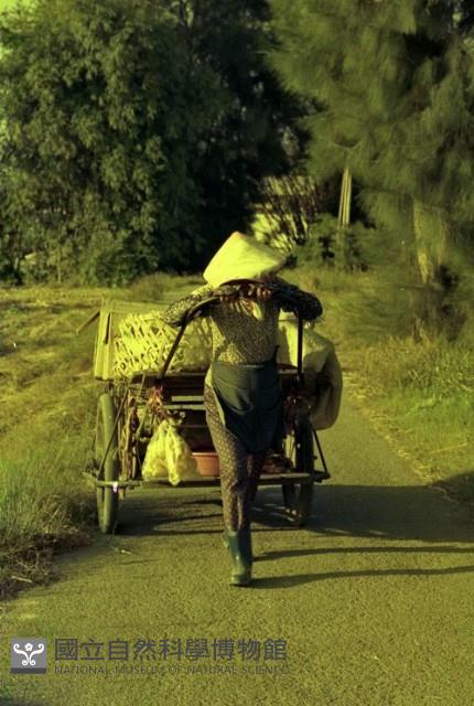 1950至2006年臺灣常民生活藏品圖，第1張