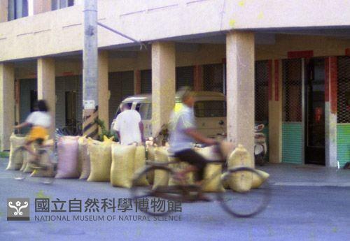 1950至2006年臺灣常民生活藏品圖，第1張