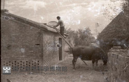 1950至2006年臺灣常民生活藏品圖，第1張