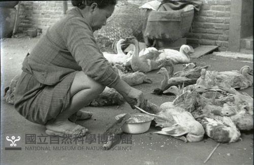 1950至2006年臺灣常民生活藏品圖，第1張