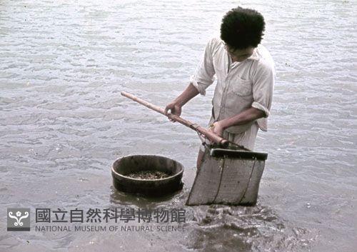 〈シジミ取り〉採蜆仔（1950至2006年臺灣常民生活）藏品圖，第1張