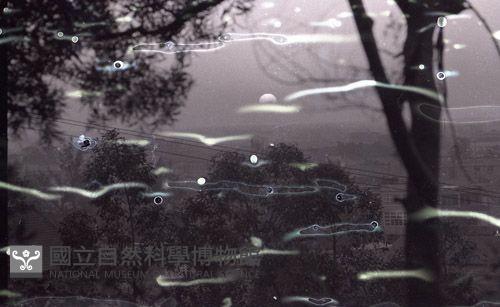 1950至2006年台灣常民生活藏品圖，第1張