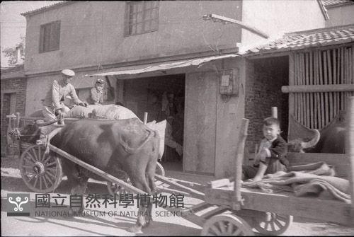 1950至2006年臺灣常民生活藏品圖，第1張