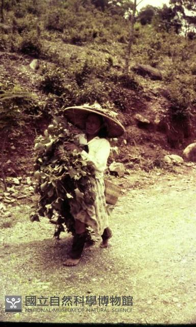 1950至2006年臺灣常民生活藏品圖，第1張