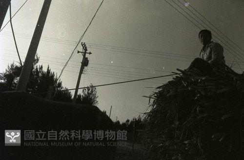 1950至2006年臺灣常民生活藏品圖，第1張