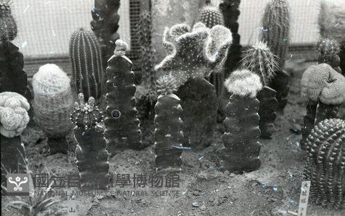 1950至2006年臺灣常民生活藏品圖，第1張