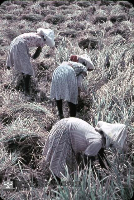 〈收穫〉（1950至2006年臺灣常民生活）藏品圖，第1張