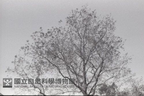 1950至2006年台灣常民生活藏品圖，第1張