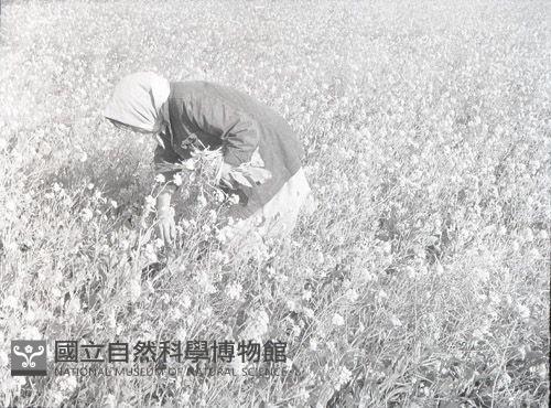 1950至2006年台灣常民生活藏品圖，第1張