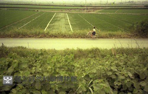 1950至2006年臺灣常民生活藏品圖，第1張