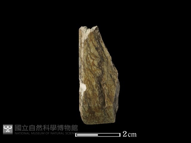 錛鑿形器藏品圖，第2張