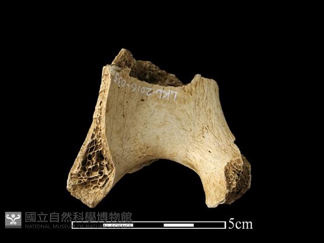 鹿骨藏品圖，第1張