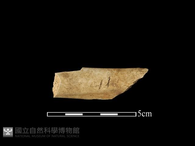 獸骨藏品圖，第1張