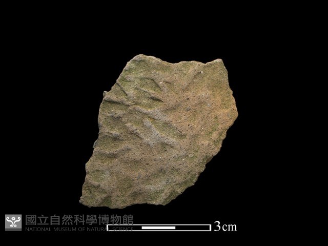 陶片藏品圖，第1張