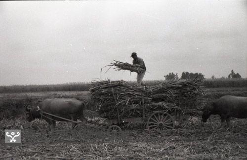 1950至2006年臺灣常民生活藏品圖，第1張