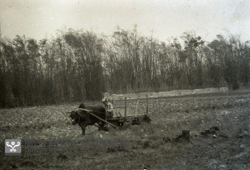1950至2006年臺灣常民生活藏品圖，第1張
