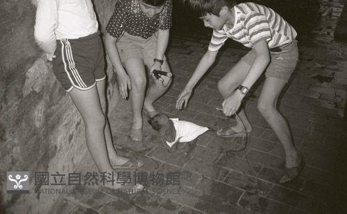 1950至2006年臺灣常民生活藏品圖，第1張