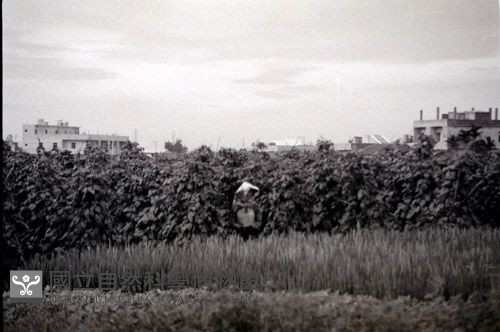 1950至2006年臺灣常民生活藏品圖，第1張